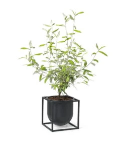 By Lassen Blumentopf Kubus 14, Schwarz -Kissen Verkaufsv Shop byLassen Kubus Flowerpot 14 black plant 300